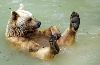 Медведь разорил улей и пугает жителей Тверской области