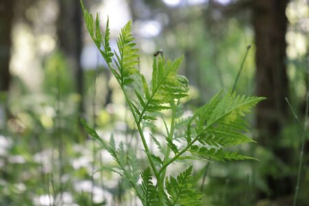 В Твери зацвела роковая ключ-трава В Твери зацвела роковая ключ-трава