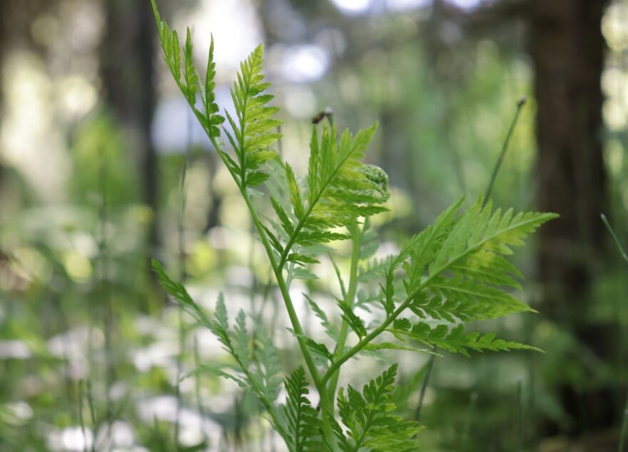 В Твери зацвела роковая ключ-трава