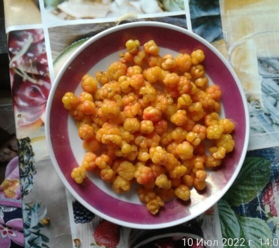 В лесах Тверской области пошли ягоды и грибы  