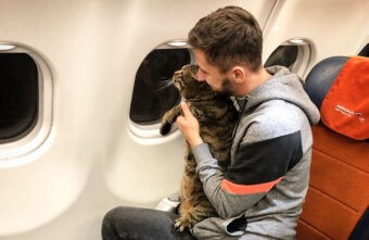 В России могут повысить вес перевозимых в самолётах животных В России могут повысить вес перевозимых в самолётах животных