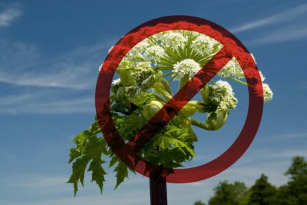 На детской площадке в Тверской области вырос борщевик На детской площадке в Тверской области вырос борщевик