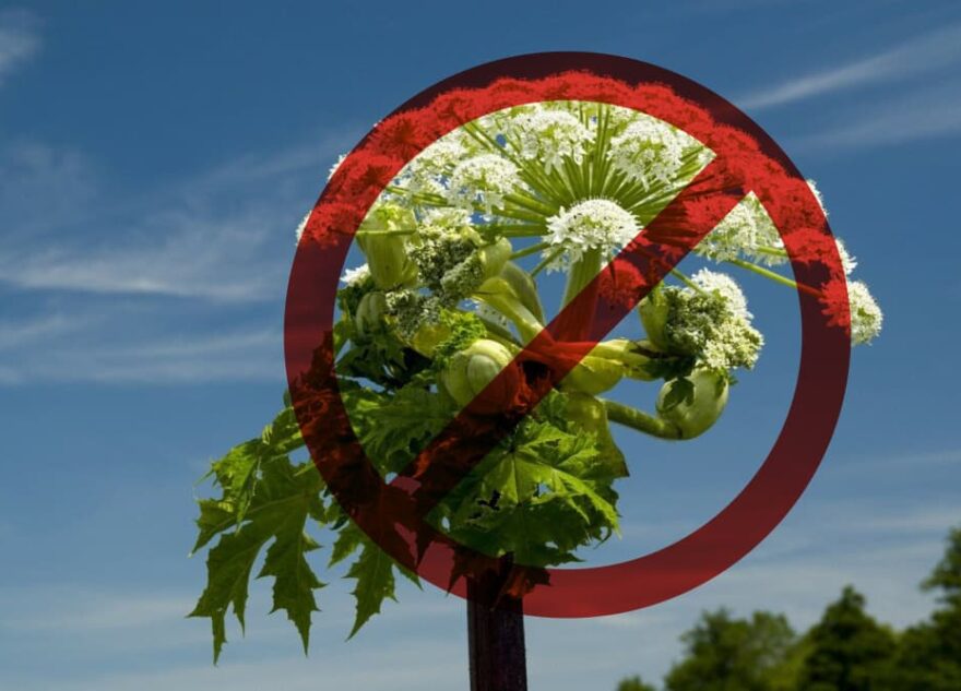 На детской площадке в Тверской области вырос борщевик