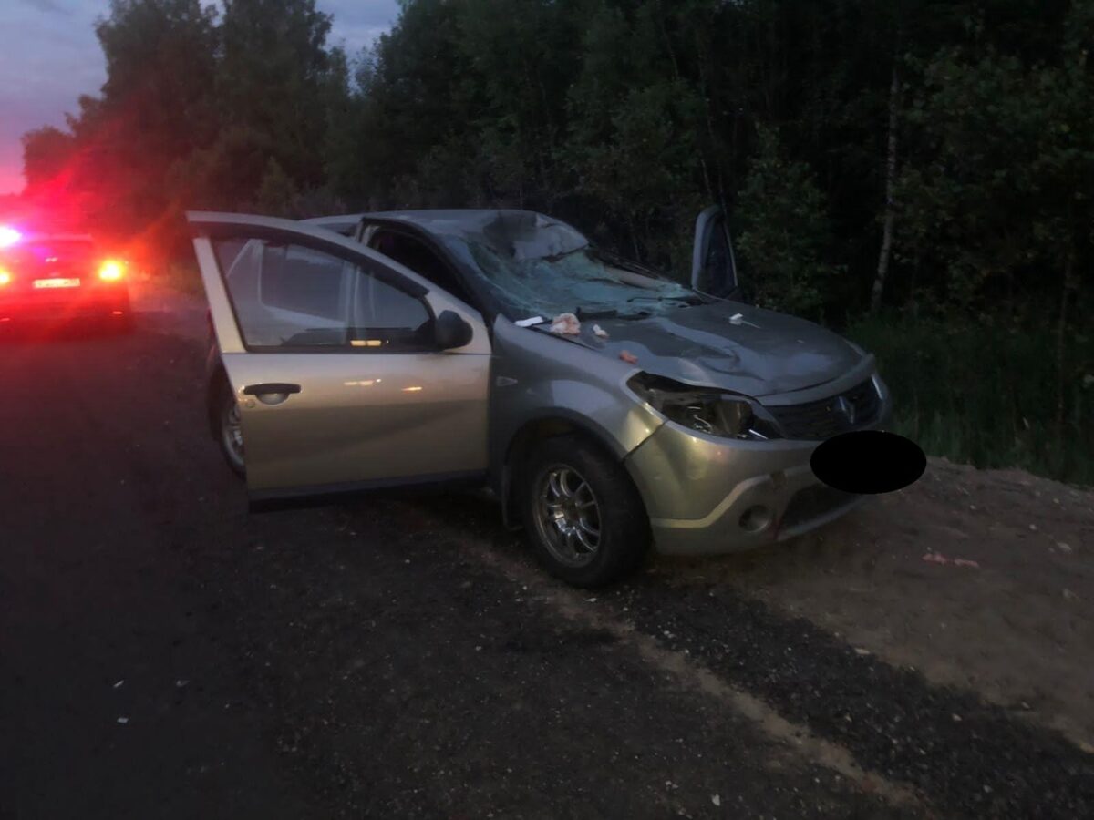 Лось попал под колёса иномарки в Тверской области Лось попал под колёса иномарки в Тверской области
