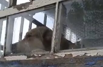 Жители села в Тверской области пытаются не дать умереть запертой в доме собаке Жители села в Тверской области пытаются не дать умереть запертой в доме собаке