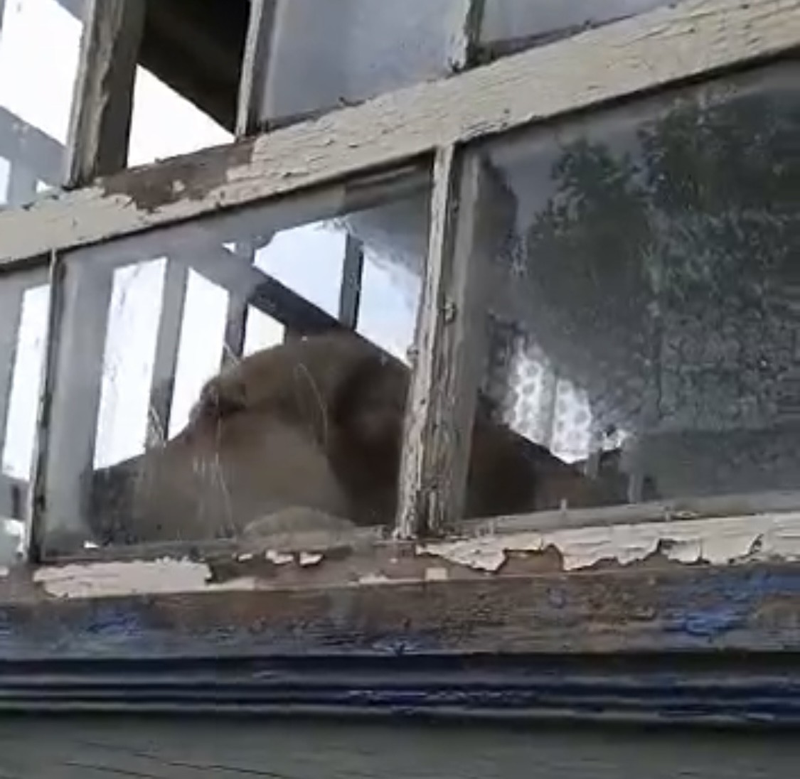 Жители села в Тверской области пытаются не дать умереть запертой в доме собаке