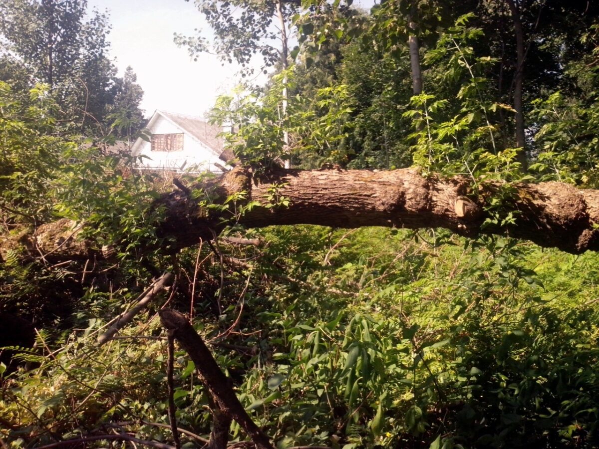 В Твери привели в порядок заброшенную могилу участницы Ржевской битвы