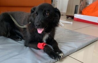 Неравнодушные люди объединили свои усилия, чтобы помочь онкобольному псу из Оленино Неравнодушные люди объединили свои усилия, чтобы помочь онкобольному псу из Оленино