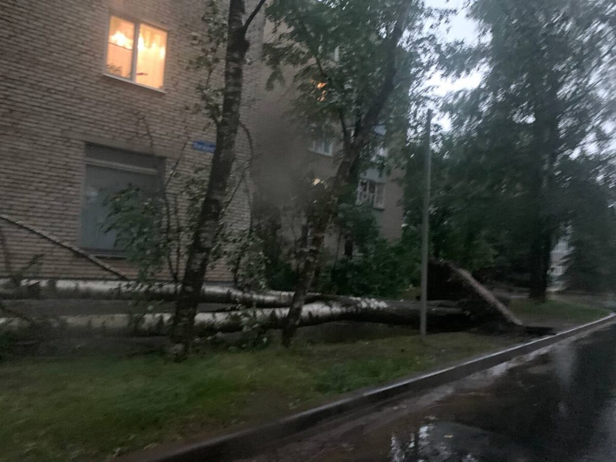 В Тверской области ураган валил огромные деревья