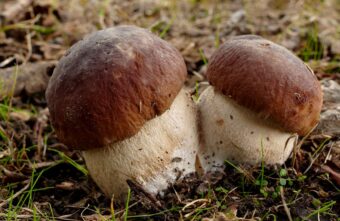 Эксперт рассказал, когда в Тверской области начнётся грибной сезон