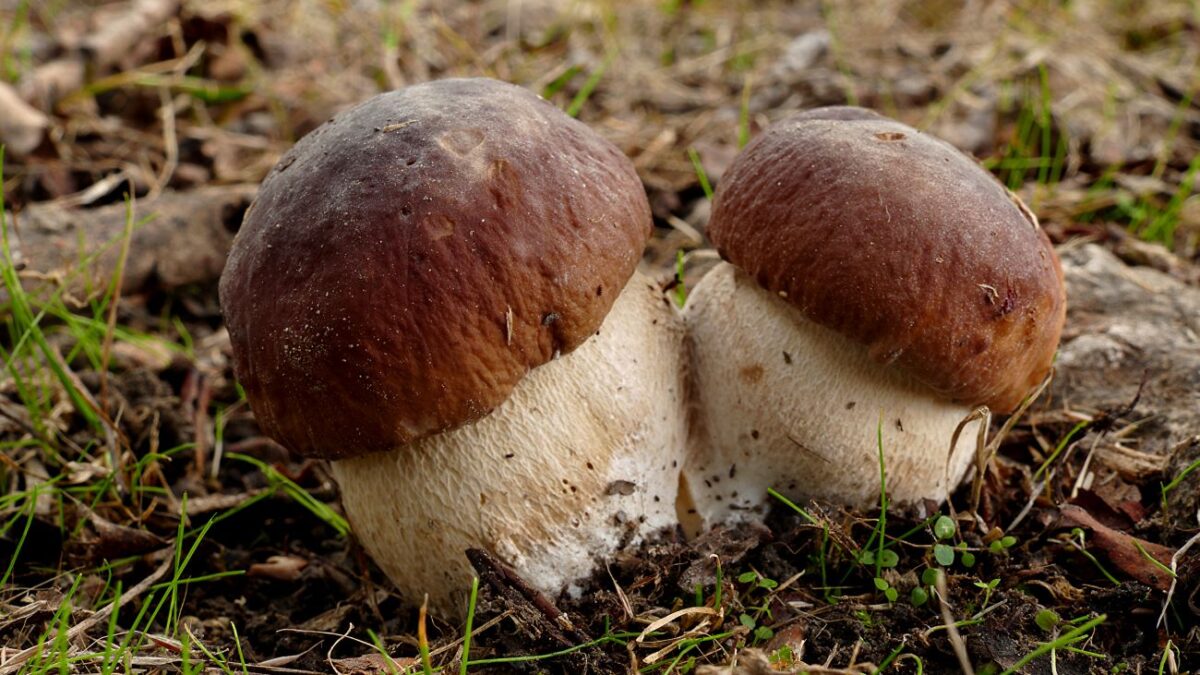 Эксперт рассказал, когда в Тверской области начнётся грибной сезон