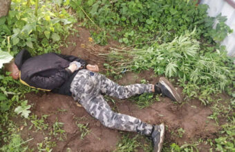 123 куста конопли нашли у 22-летнего жителя Тверской области