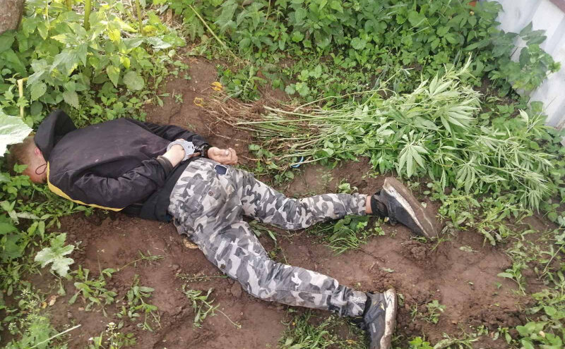 123 куста конопли нашли у 22-летнего жителя Тверской области