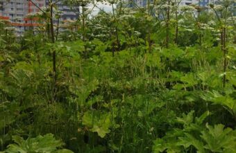 В Твери нашли "плантацию" опасного борщевика В Твери нашли "плантацию" опасного борщевика