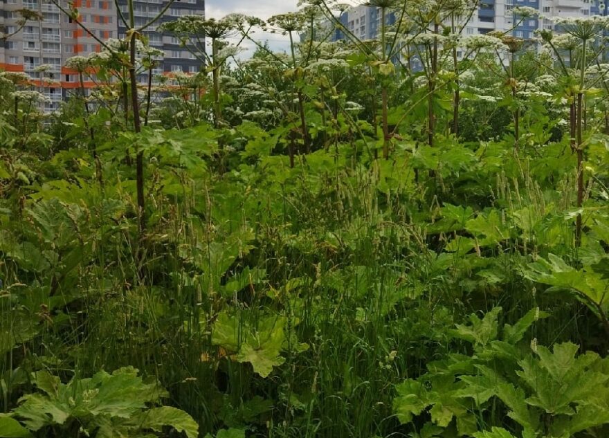 В Твери нашли "плантацию" опасного борщевика В Твери нашли "плантацию" опасного борщевика