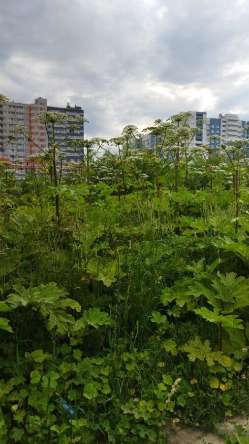 В Твери нашли "плантацию" опасного борщевика В Твери нашли "плантацию" опасного борщевика
