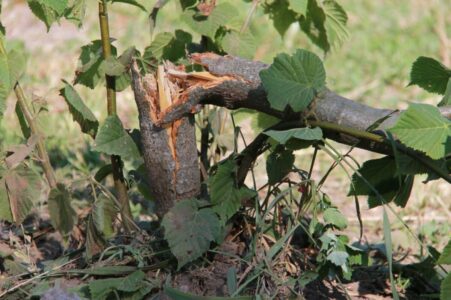 Лошадьми, жующими липы в Тверской области, заинтересовалась полиция