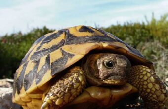 Милую большую черепаху поймал рыбак в Тверской области