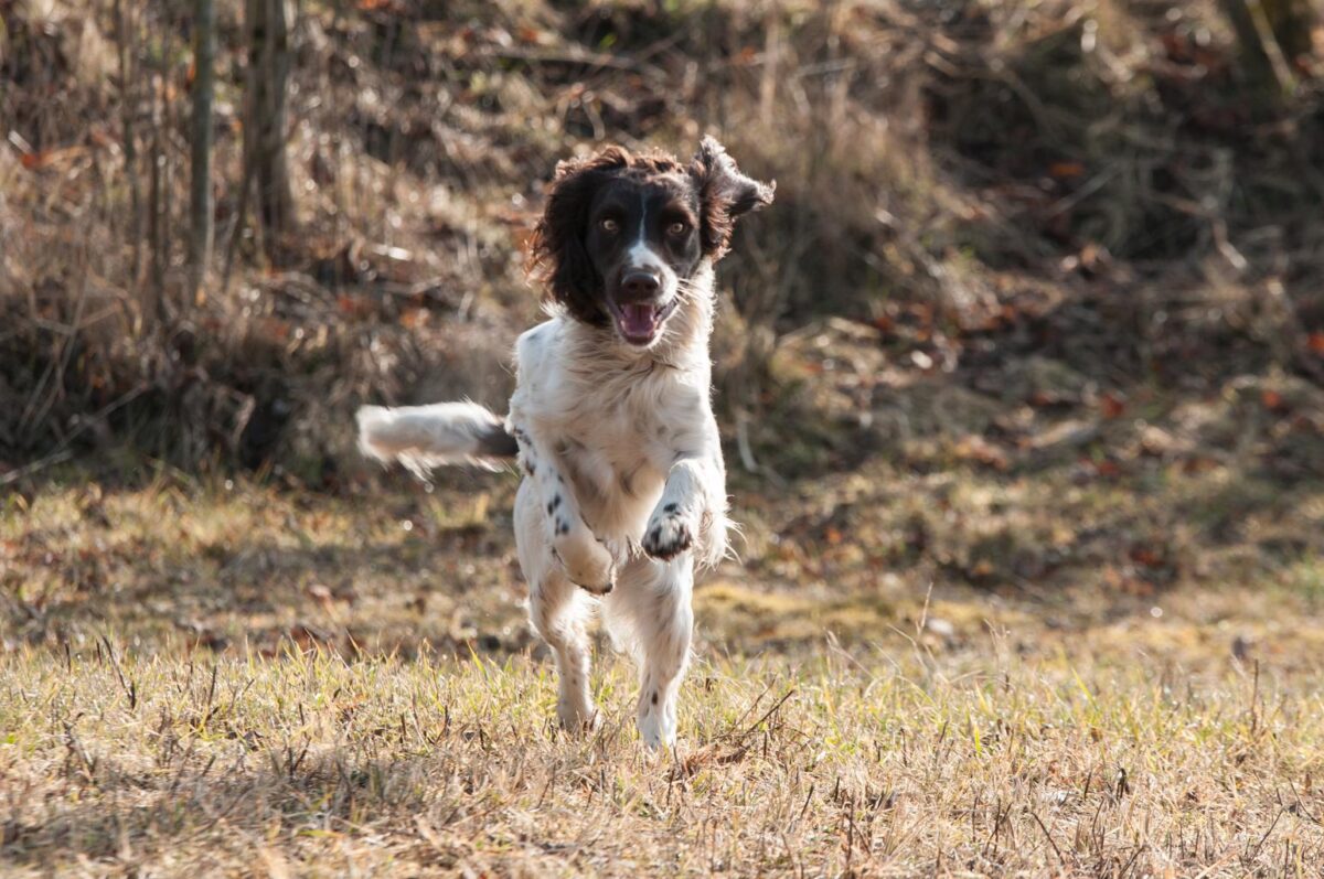 В Тверской области пройдут соревнования спаниелей по утке и лысухе