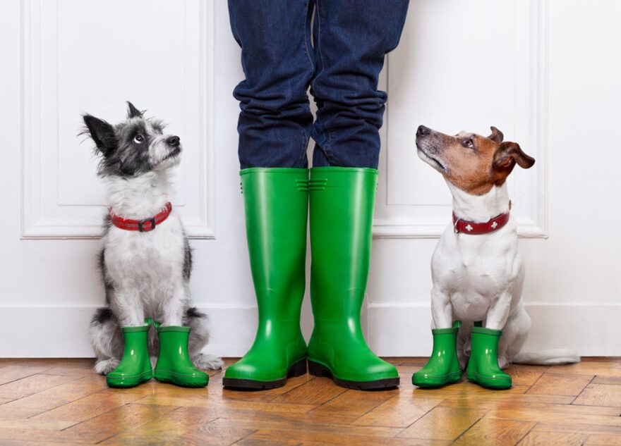 Десять роковых минут: топ-5 летних опасностей для собак