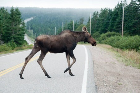 Лось выбежал на трассу и попал под колёса в Тверской области Лось выбежал на трассу и попал под колёса в Тверской области