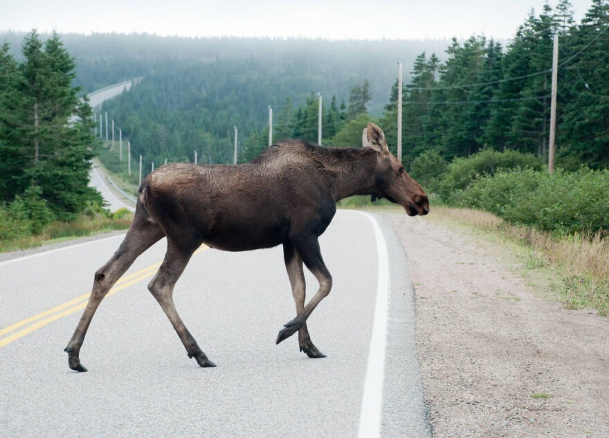 Лось выбежал на трассу и попал под колёса в Тверской области