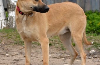 Спасенной собаке Герде из Твери нужна новая семья