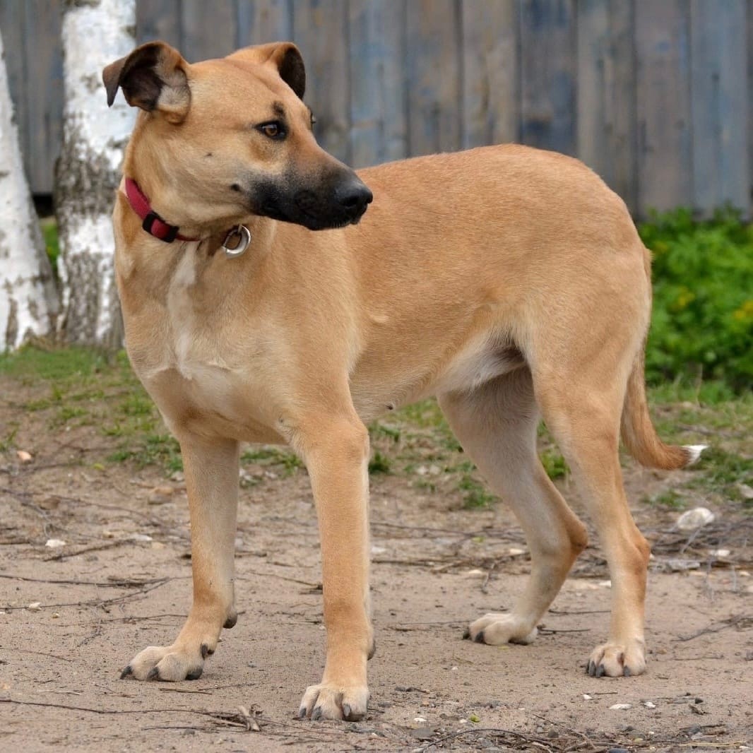 Спасенной собаке Герде из Твери нужна новая семья