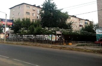 Плантация борщевика разрослась в самом центре города в Тверской области