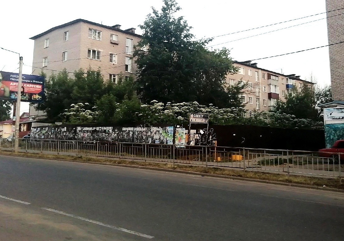 Плантация борщевика разрослась в самом центре города в Тверской области Плантация борщевика разрослась в самом центре города в Тверской области