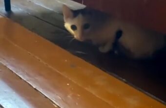 Благодаря добрым людям из Твери одинокая бабушка и кот разбогатели