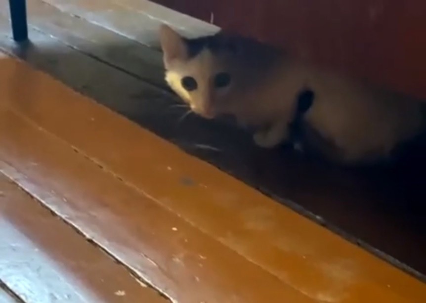 Благодаря добрым людям из Твери одинокая бабушка и кот разбогатели