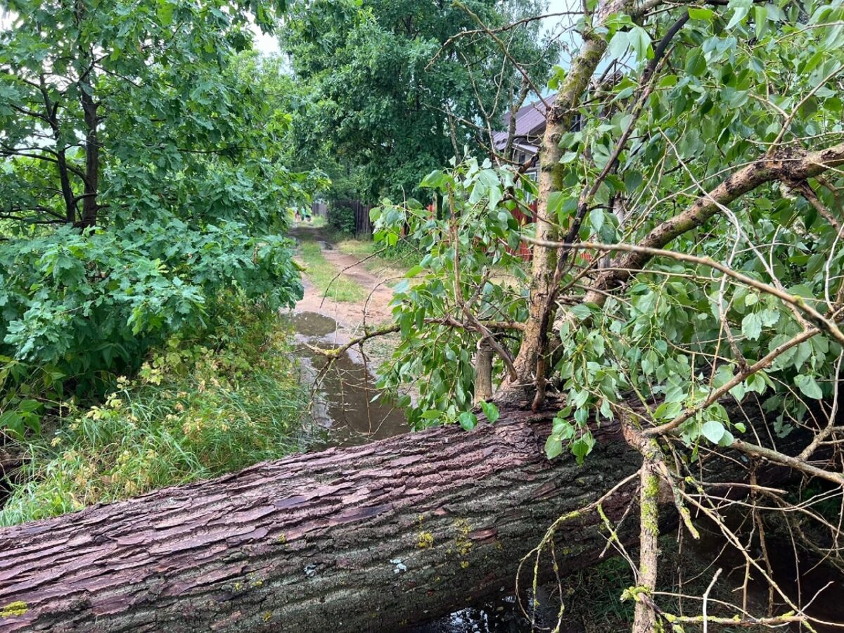 Поваленные деревья, "пленённые" автомобили: под Тверью ликвидируют последствия бури