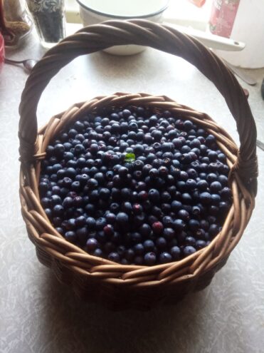 В лесах Тверской области пошли ягоды и грибы  