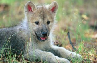 Маленький волчонок вышел к людям в Тверской области Маленький волчонок вышел к людям в Тверской области