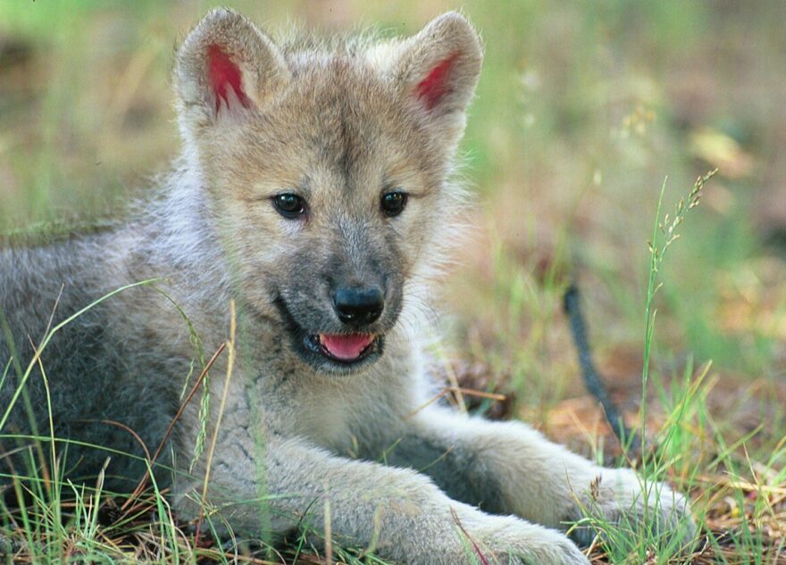 Маленький волчонок вышел к людям в Тверской области