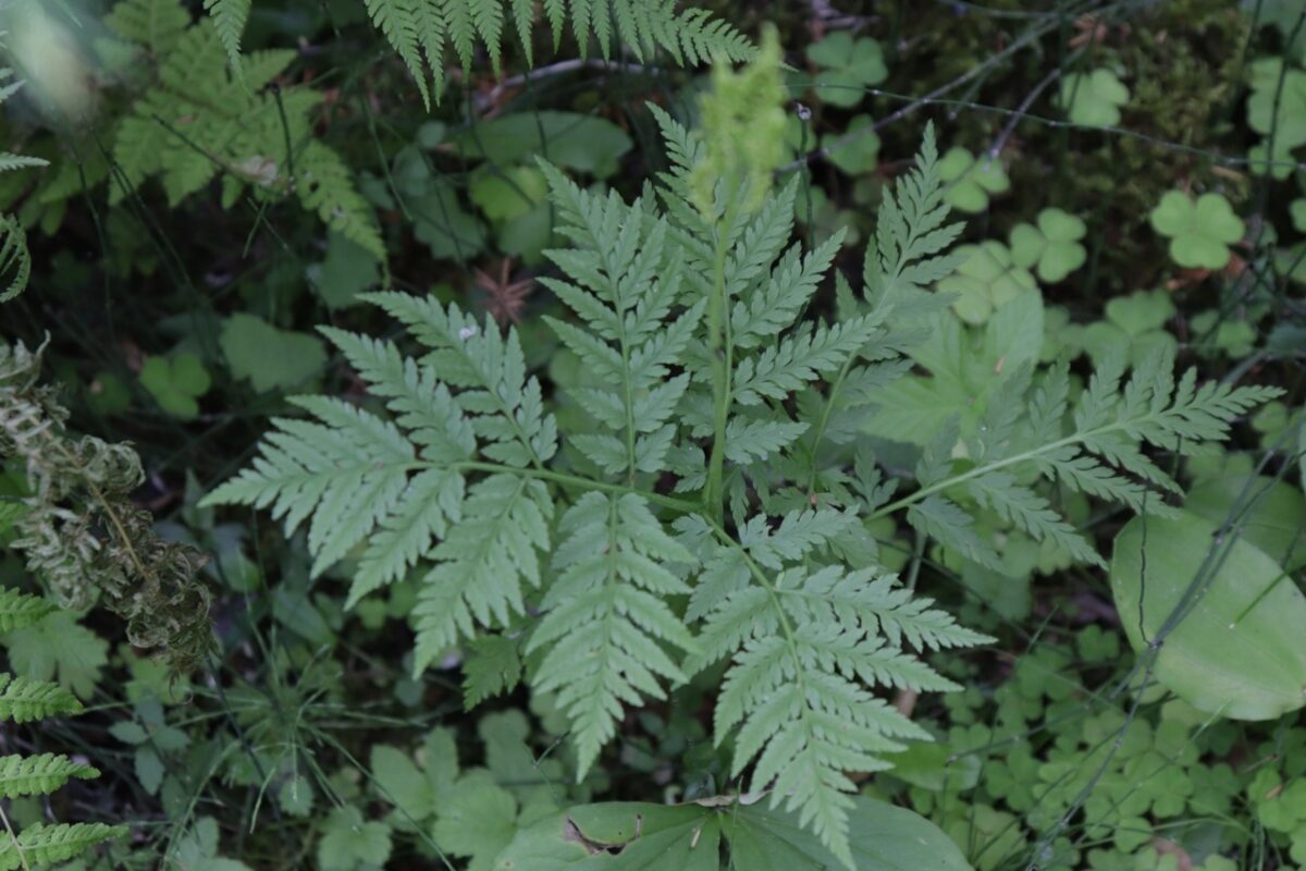 В Твери зацвела роковая ключ-трава
