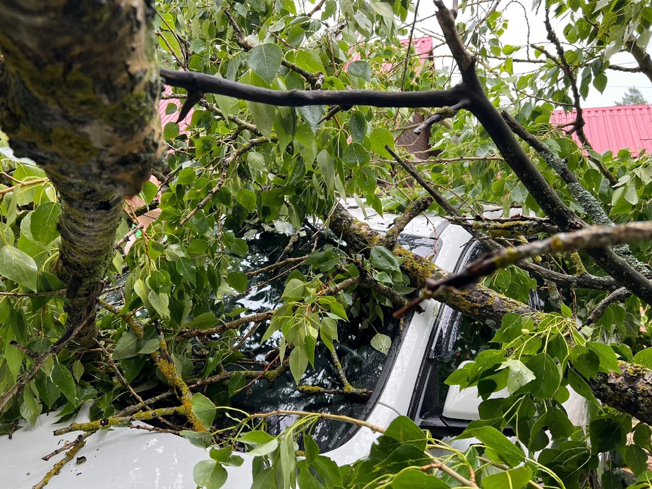 Поваленные деревья, "пленённые" автомобили: под Тверью ликвидируют последствия бури