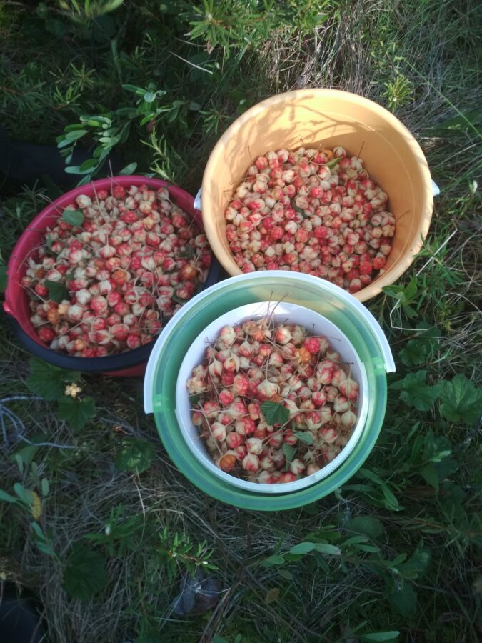 В лесах Тверской области пошли ягоды и грибы  