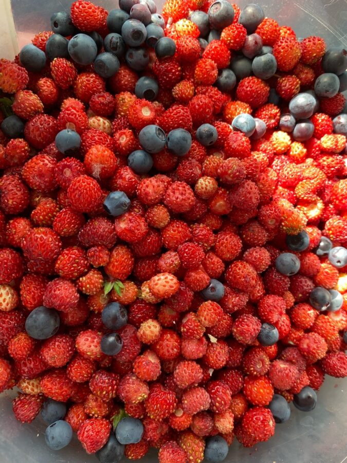 В лесах Тверской области пошли ягоды и грибы  