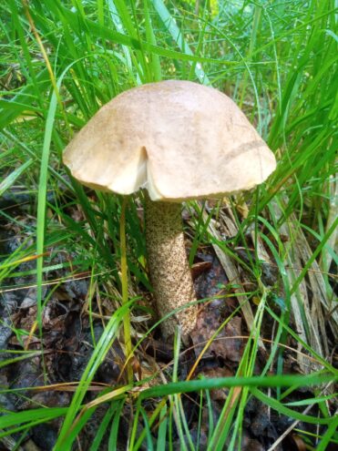 В лесах Тверской области пошли ягоды и грибы  