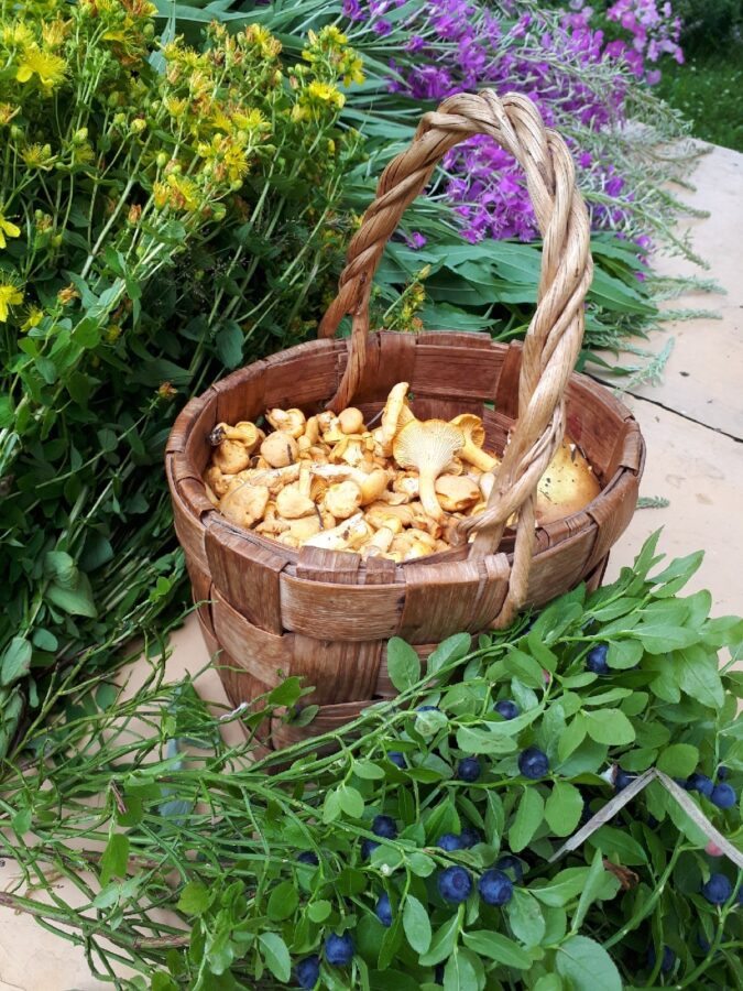 В лесах Тверской области пошли ягоды и грибы  