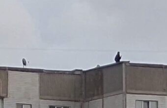 Спасатели Тверской области сняли с крыши многоэтажки двух маленьких девочек