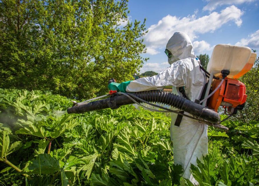 Врач рассказал о первой помощи при ожогах борщевиком