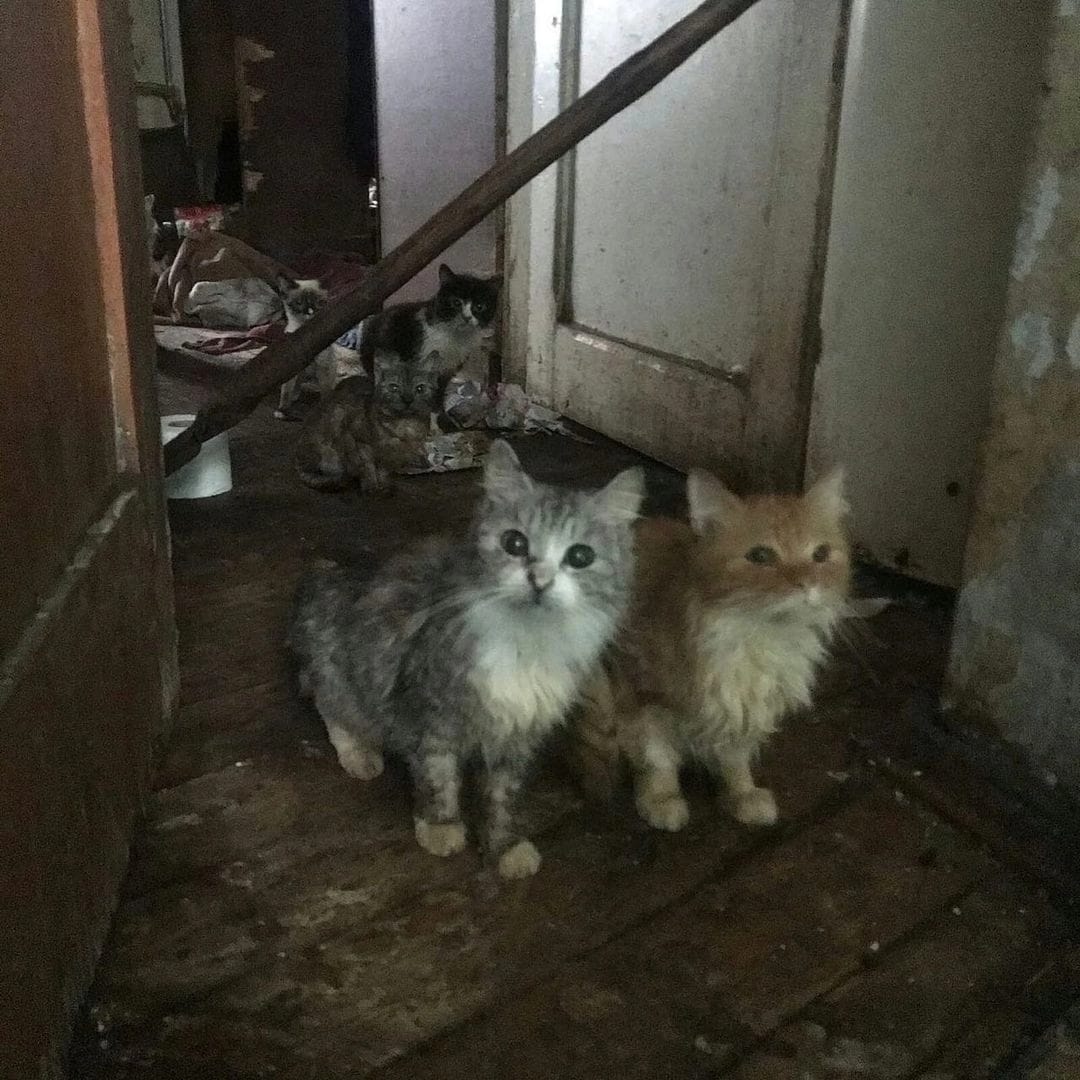 Кот, спасенный из тверского концлагеря, ждет помощи