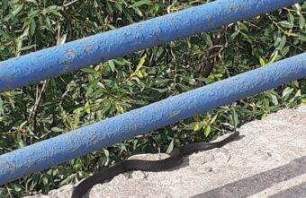 Жители Тверской области спорят, гадюка или уж ползает возле магазина