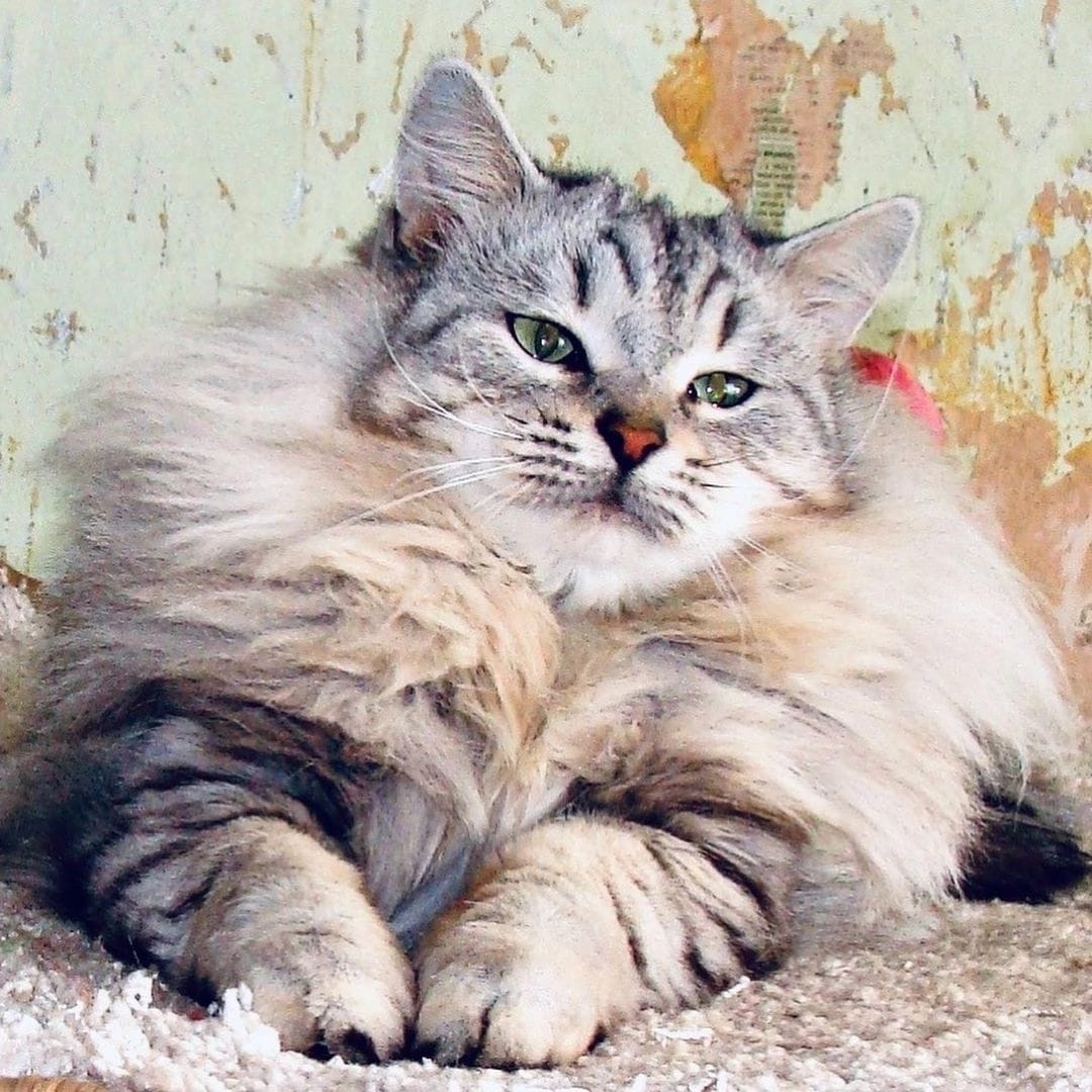 Кот, спасенный из тверского концлагеря, ждет помощи