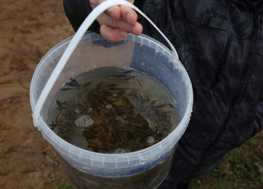 В Твери в Волгу выпустили 30 тысяч штук молоди стерляди В Твери в Волгу выпустили 30 тысяч штук молоди стерляди