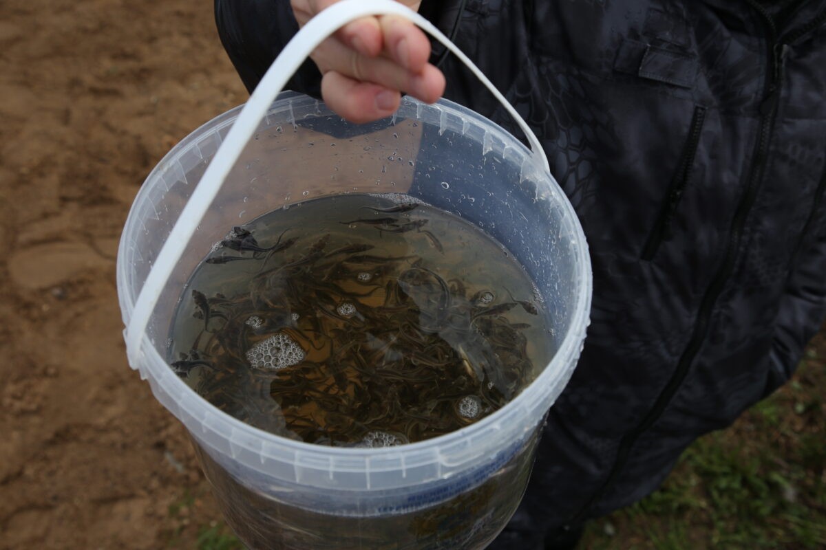 В Твери в Волгу выпустили 30 тысяч штук молоди стерляди В Твери в Волгу выпустили 30 тысяч штук молоди стерляди