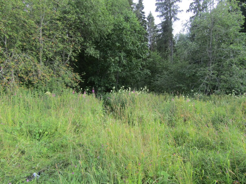 В Тверской области задержали подозреваемого в убийстве лося